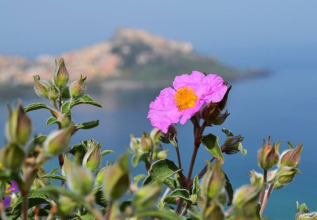 Health Benefits of beautiful Rock Rose (Cistus Incanus)